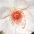 Fehér - Virágágyi floribunda rózsa - Jacqueline du Pré